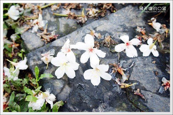 【南投旅遊景點】埔里牛耳藝術渡假村。2013桐花季最新花況 @飛天璇的口袋 【南投旅遊景點】埔里牛耳藝術渡假村。2013桐花季最新花況 @飛天璇的口袋