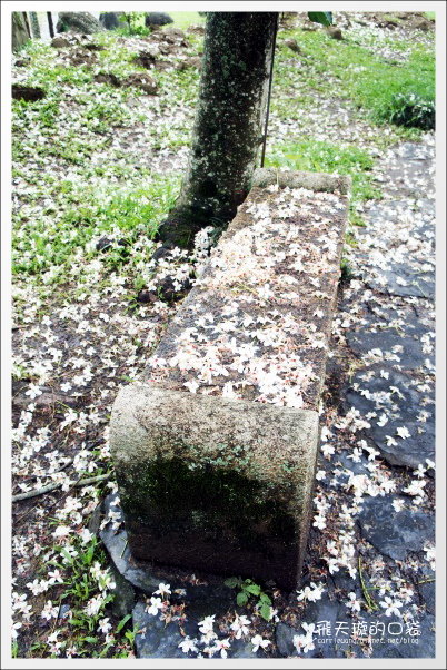 【南投旅遊景點】埔里牛耳藝術渡假村。2013桐花季最新花況 @飛天璇的口袋 【南投旅遊景點】埔里牛耳藝術渡假村。2013桐花季最新花況 @飛天璇的口袋