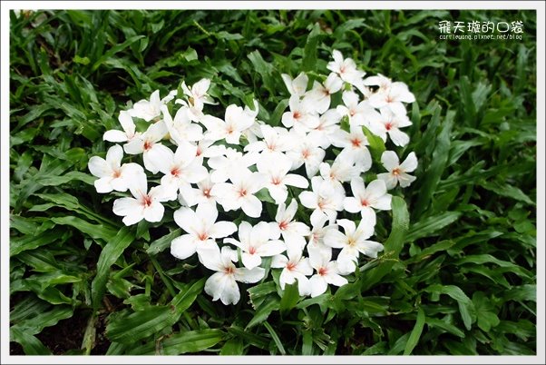 【南投旅遊景點】埔里牛耳藝術渡假村。2013桐花季最新花況 @飛天璇的口袋 【南投旅遊景點】埔里牛耳藝術渡假村。2013桐花季最新花況 @飛天璇的口袋