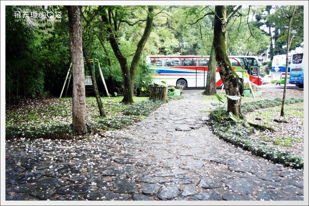 【南投旅遊景點】埔里牛耳藝術渡假村。2013桐花季最新花況 @飛天璇的口袋 【南投旅遊景點】埔里牛耳藝術渡假村。2013桐花季最新花況 @飛天璇的口袋