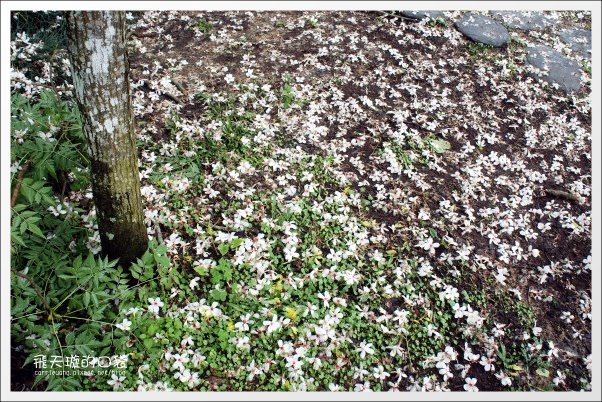 【南投旅遊景點】埔里牛耳藝術渡假村。2013桐花季最新花況 @飛天璇的口袋 【南投旅遊景點】埔里牛耳藝術渡假村。2013桐花季最新花況 @飛天璇的口袋