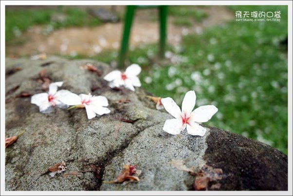 【南投旅遊景點】埔里牛耳藝術渡假村。2013桐花季最新花況 @飛天璇的口袋 【南投旅遊景點】埔里牛耳藝術渡假村。2013桐花季最新花況 @飛天璇的口袋
