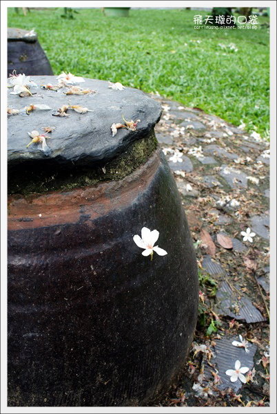 【南投旅遊景點】埔里牛耳藝術渡假村。2013桐花季最新花況 @飛天璇的口袋 【南投旅遊景點】埔里牛耳藝術渡假村。2013桐花季最新花況 @飛天璇的口袋