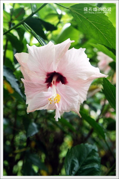 【南投旅遊景點】埔里牛耳藝術渡假村。2013桐花季最新花況 @飛天璇的口袋 【南投旅遊景點】埔里牛耳藝術渡假村。2013桐花季最新花況 @飛天璇的口袋