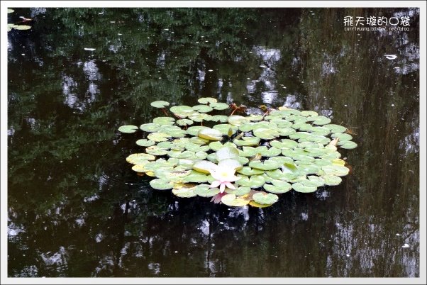 【南投旅遊景點】埔里牛耳藝術渡假村。2013桐花季最新花況 @飛天璇的口袋 【南投旅遊景點】埔里牛耳藝術渡假村。2013桐花季最新花況 @飛天璇的口袋