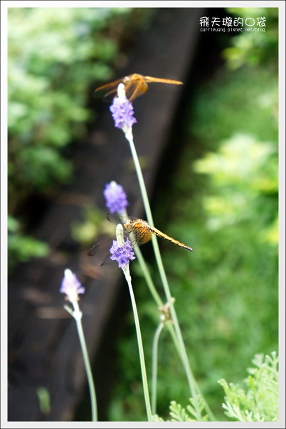 【南投旅遊景點】埔里牛耳藝術渡假村。2013桐花季最新花況 @飛天璇的口袋 【南投旅遊景點】埔里牛耳藝術渡假村。2013桐花季最新花況 @飛天璇的口袋