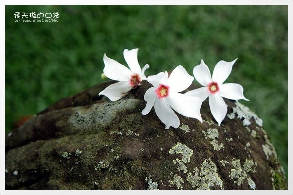 【南投旅遊景點】埔里牛耳藝術渡假村。2013桐花季最新花況 @飛天璇的口袋 【南投旅遊景點】埔里牛耳藝術渡假村。2013桐花季最新花況 @飛天璇的口袋