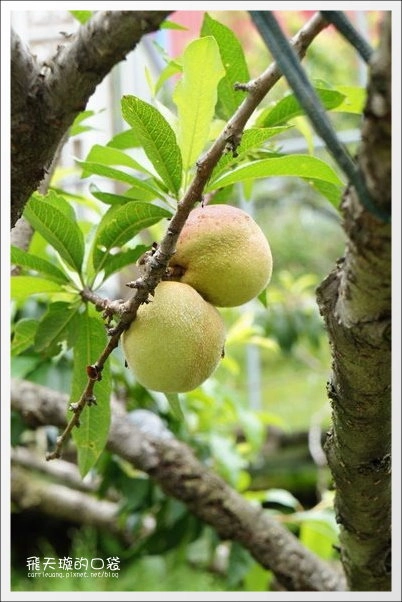 好雞婆土雞城|巴洛克帳篷景觀餐廳「好雞婆土雞城」,品嚐特色雲南擺夷料理 @飛天璇的口袋 好雞婆土雞城|巴洛克帳篷景觀餐廳「好雞婆土雞城」,品嚐特色雲南擺夷料理 @飛天璇的口袋