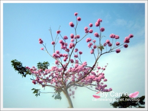 涵碧樓|日月潭涵碧樓東方餐廳午宴~到「涵碧樓」品嚐美食,遠眺日月潭美景 @飛天璇的口袋 涵碧樓|日月潭涵碧樓東方餐廳午宴~到「涵碧樓」品嚐美食,遠眺日月潭美景 @飛天璇的口袋