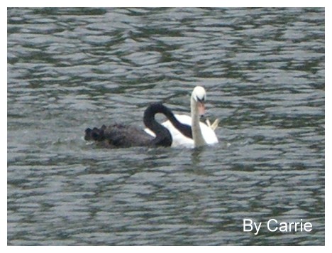 【桃園旅遊】大溪慈湖 @飛天璇的口袋 【桃園旅遊】大溪慈湖 @飛天璇的口袋