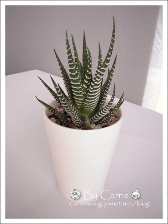 【台中法式餐廳】法月當代法式料理 La Fête @飛天璇的口袋 【台中法式餐廳】法月當代法式料理 La Fête @飛天璇的口袋