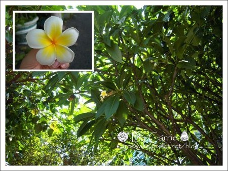 【台中餐廳】吉凡尼的花園.午餐的約會 @飛天璇的口袋 【台中餐廳】吉凡尼的花園.午餐的約會 @飛天璇的口袋