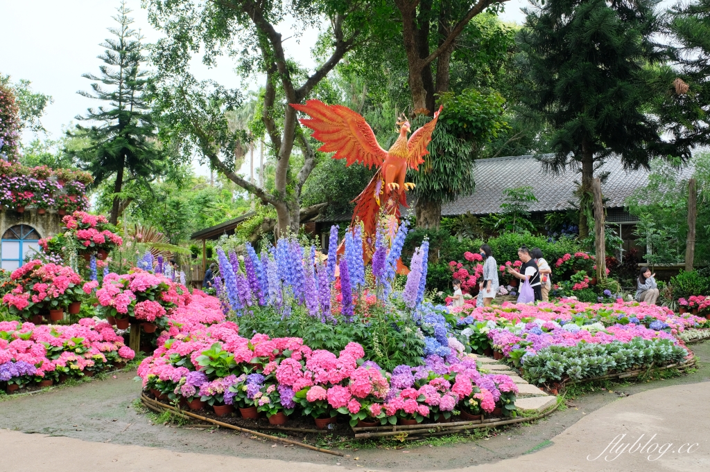 苗栗卓蘭｜花露休閒農場．4~6月繡球花季，全台唯一繡球花小火車，夢幻繡球花冰淇淋 @飛天璇的口袋