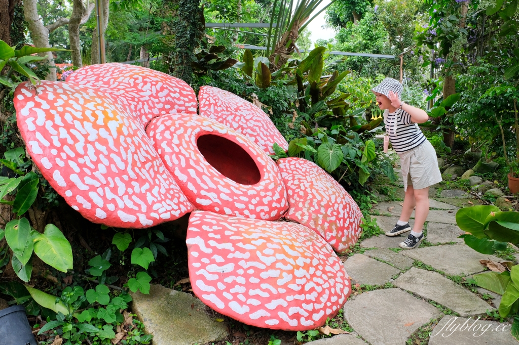 苗栗卓蘭｜花露休閒農場．4~6月繡球花季，全台唯一繡球花小火車，夢幻繡球花冰淇淋 @飛天璇的口袋