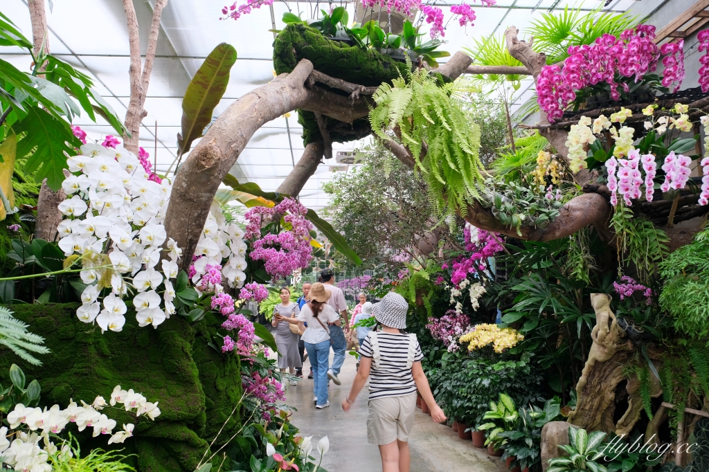 苗栗卓蘭｜花露休閒農場．4~6月繡球花季，全台唯一繡球花小火車，夢幻繡球花冰淇淋 @飛天璇的口袋