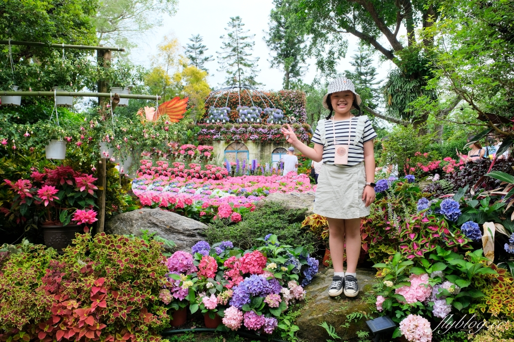 苗栗卓蘭｜花露休閒農場．4~6月繡球花季，全台唯一繡球花小火車，夢幻繡球花冰淇淋 @飛天璇的口袋