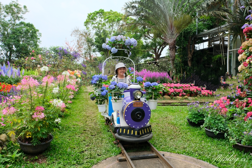 苗栗卓蘭｜花露休閒農場．4~6月繡球花季，全台唯一繡球花小火車，夢幻繡球花冰淇淋 @飛天璇的口袋