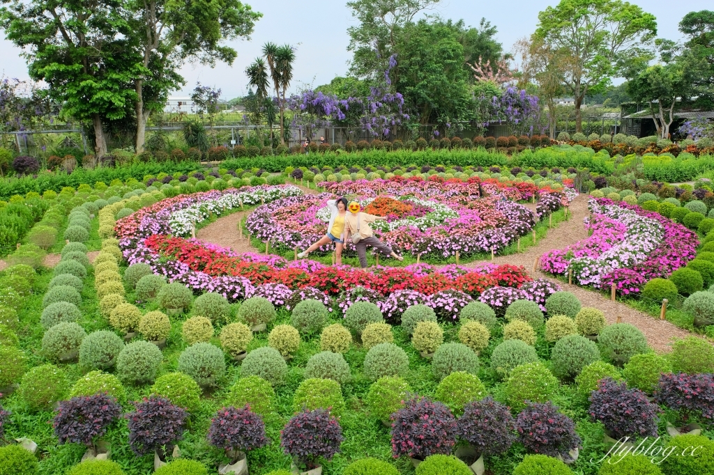 苗栗卓蘭｜花露休閒農場．4~6月繡球花季，全台唯一繡球花小火車，夢幻繡球花冰淇淋 @飛天璇的口袋