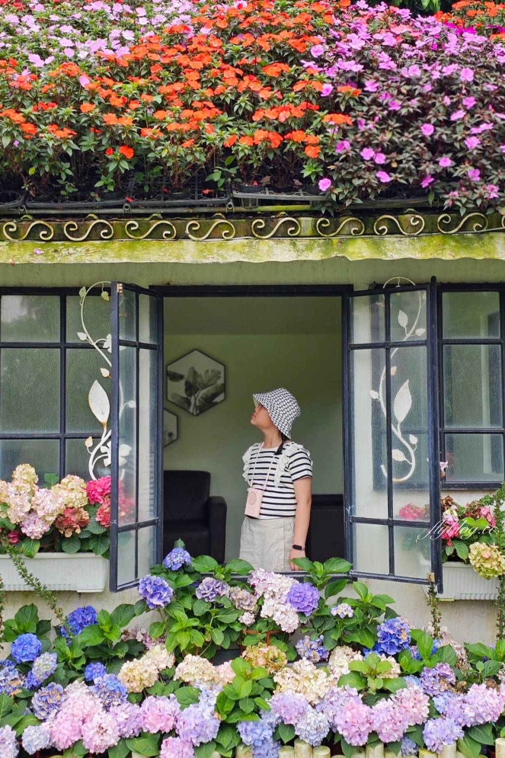 苗栗卓蘭｜花露休閒農場．4~6月繡球花季，全台唯一繡球花小火車，夢幻繡球花冰淇淋 @飛天璇的口袋