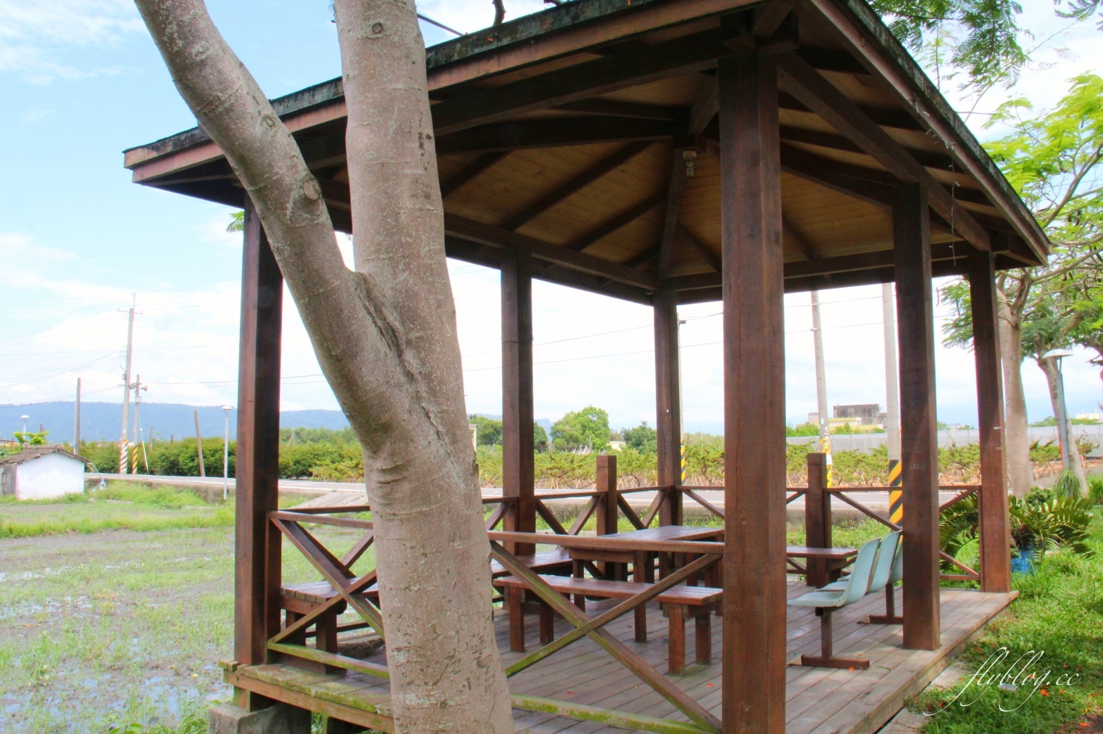 2020溪州綠筍路鳳凰花隧道：6/26最新花況，溪州鄉的美麗秘境 @飛天璇的口袋