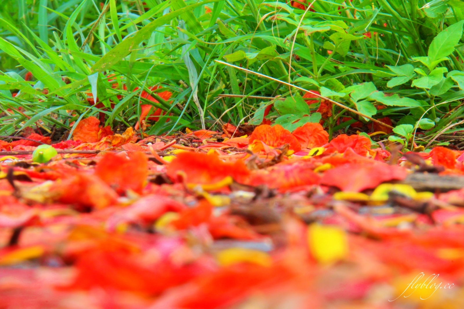 2020溪州綠筍路鳳凰花隧道：6/26最新花況，溪州鄉的美麗秘境 @飛天璇的口袋