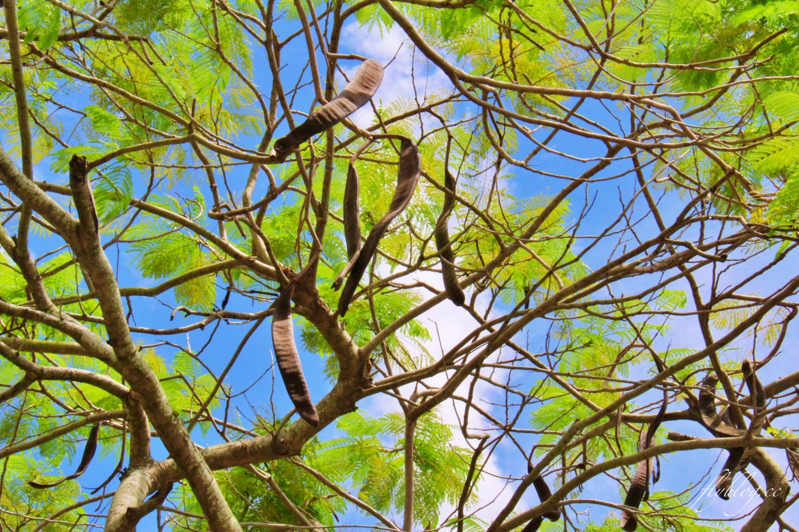 2020溪州綠筍路鳳凰花隧道：6/26最新花況，溪州鄉的美麗秘境 @飛天璇的口袋