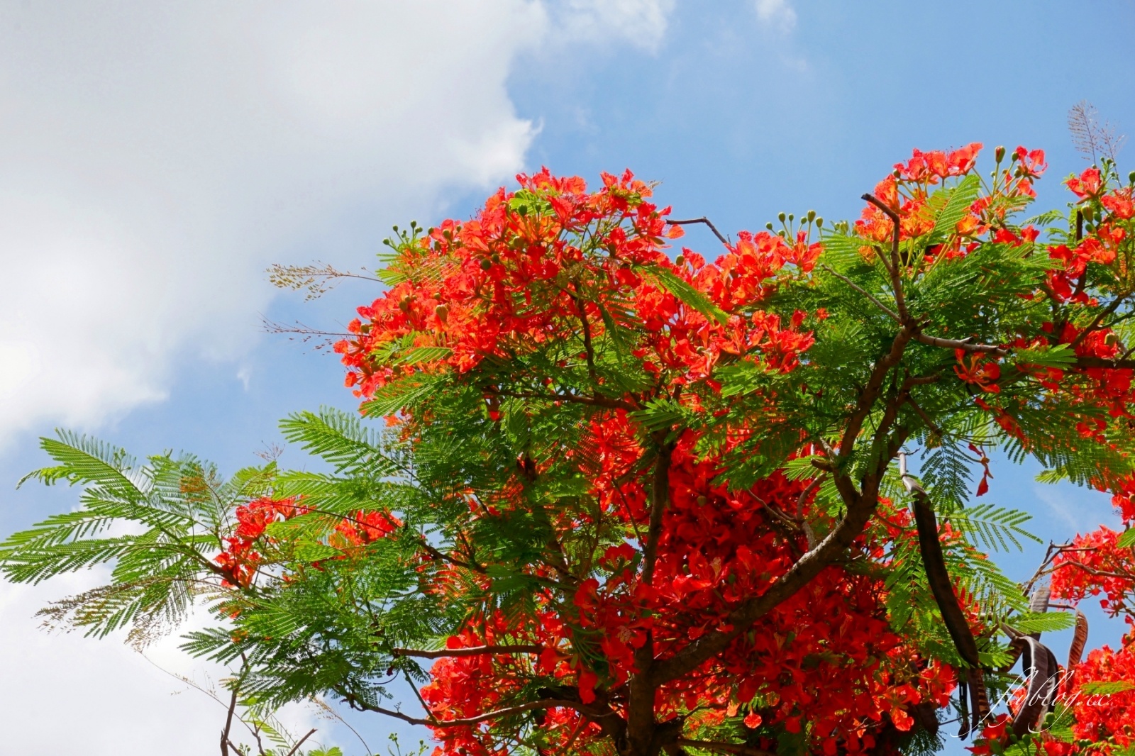 2020溪州綠筍路鳳凰花隧道：6/26最新花況，溪州鄉的美麗秘境 @飛天璇的口袋