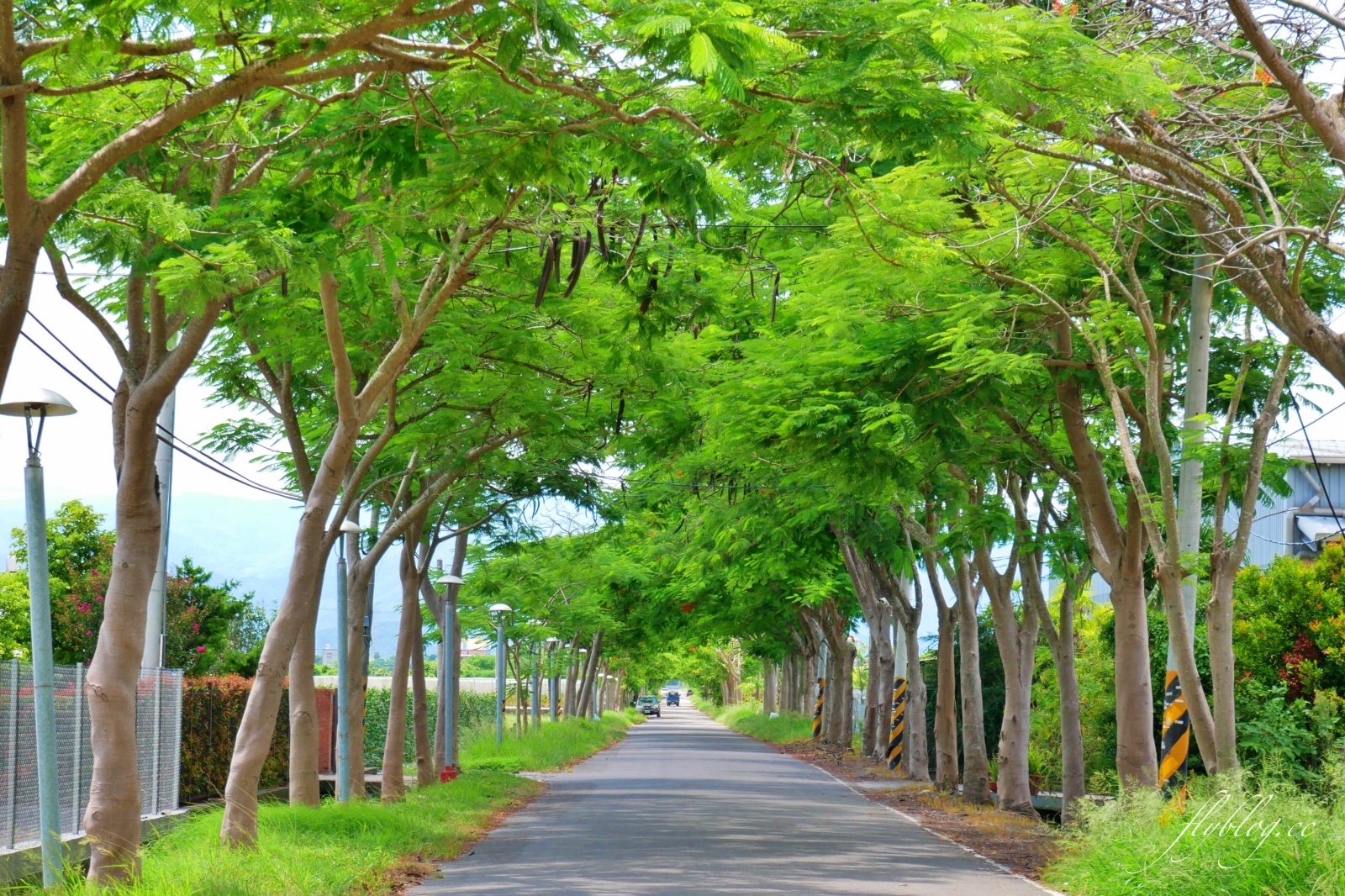 2020溪州綠筍路鳳凰花隧道：6/26最新花況，溪州鄉的美麗秘境 @飛天璇的口袋