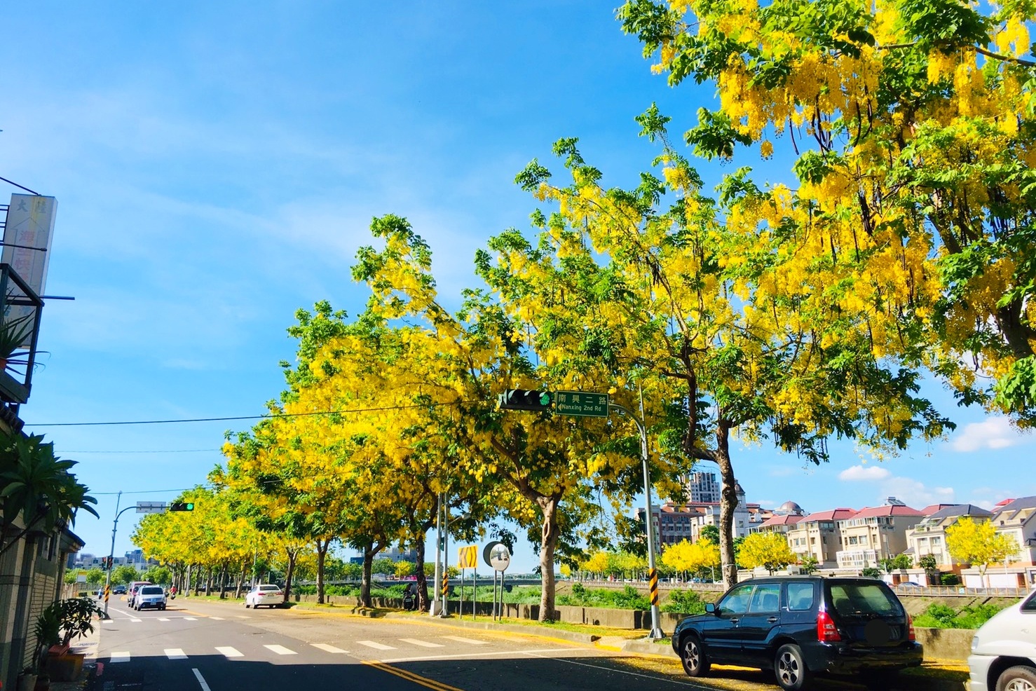 2020台中旱溪阿勃勒。遇見最美的黃金雨，分享6/16最新花況 @飛天璇的口袋