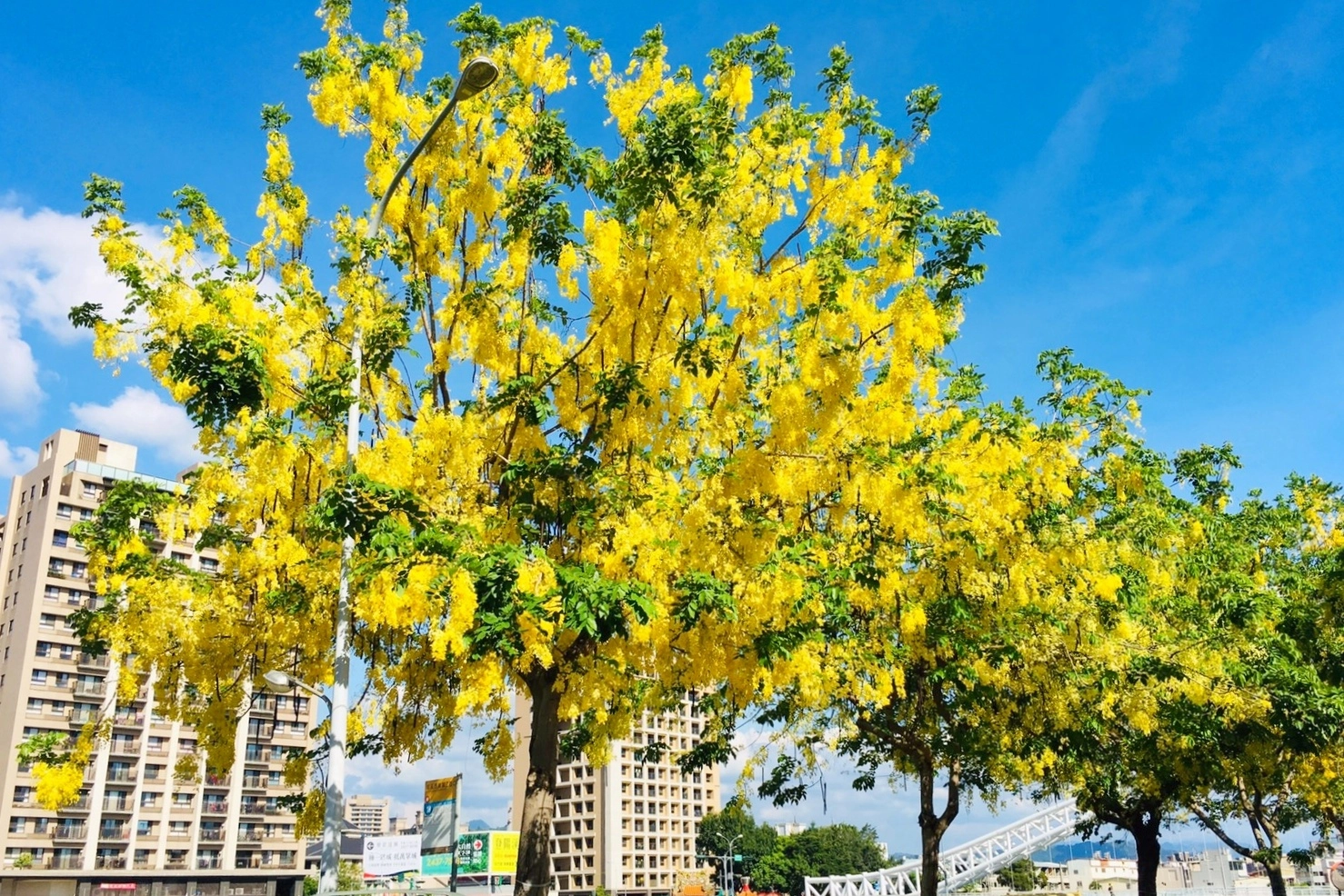 2020台中旱溪阿勃勒。遇見最美的黃金雨，分享6/16最新花況 @飛天璇的口袋