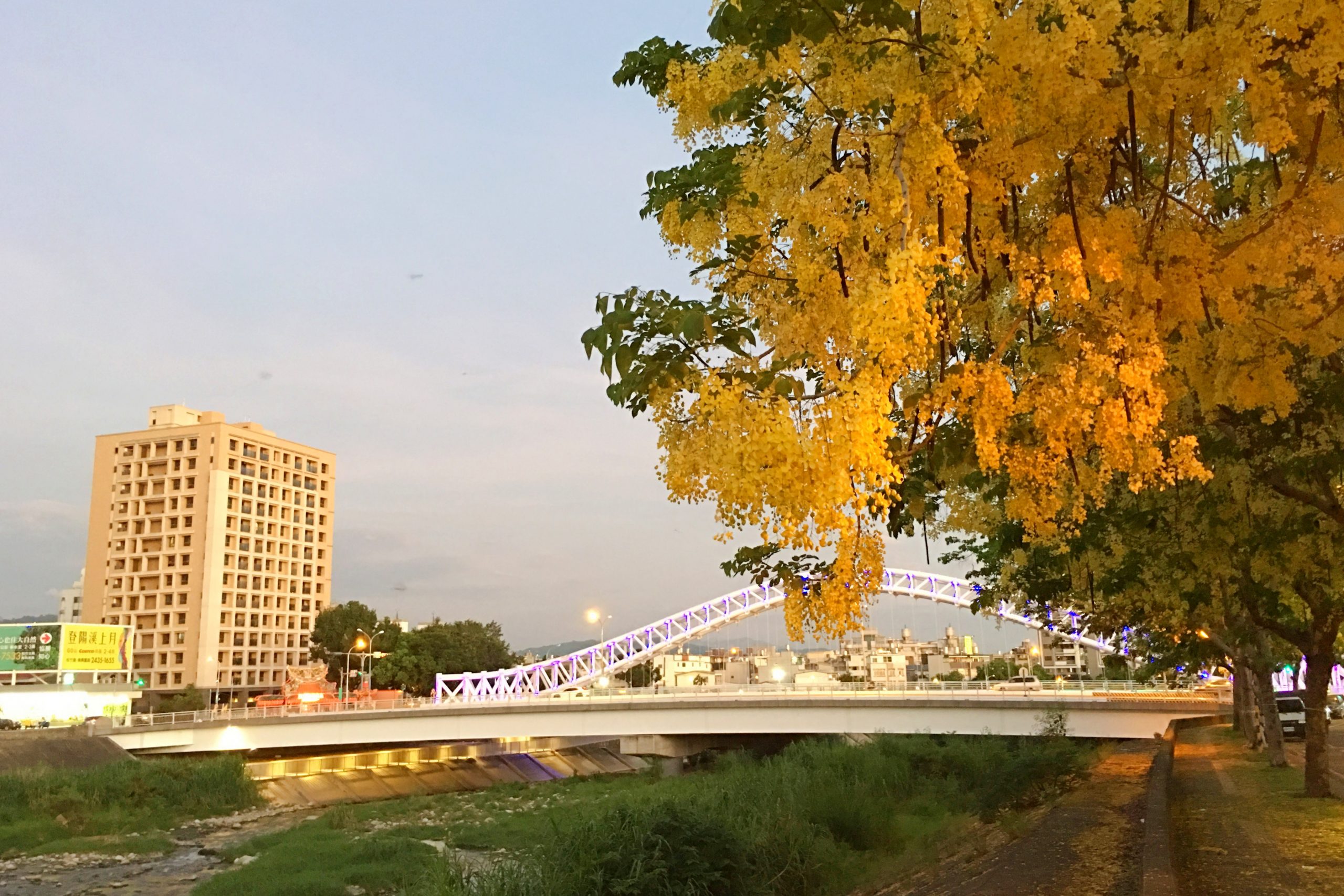 2020台中旱溪阿勃勒。遇見最美的黃金雨，分享6/16最新花況 @飛天璇的口袋