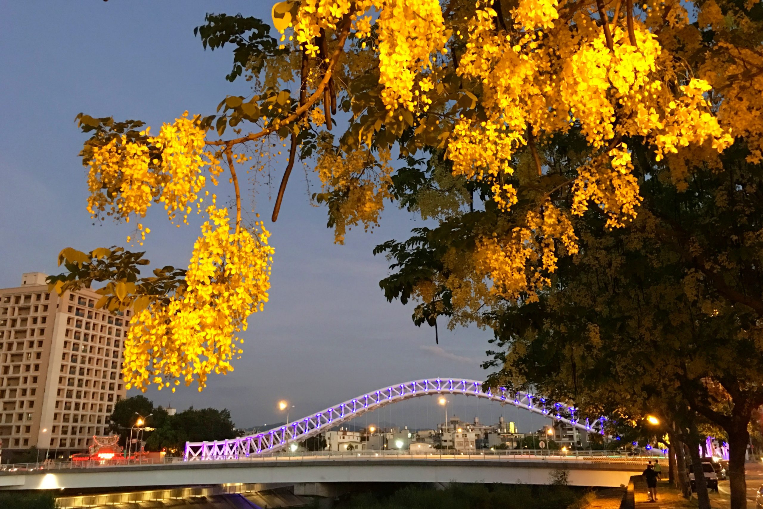 2020台中旱溪阿勃勒。遇見最美的黃金雨，分享6/16最新花況 @飛天璇的口袋