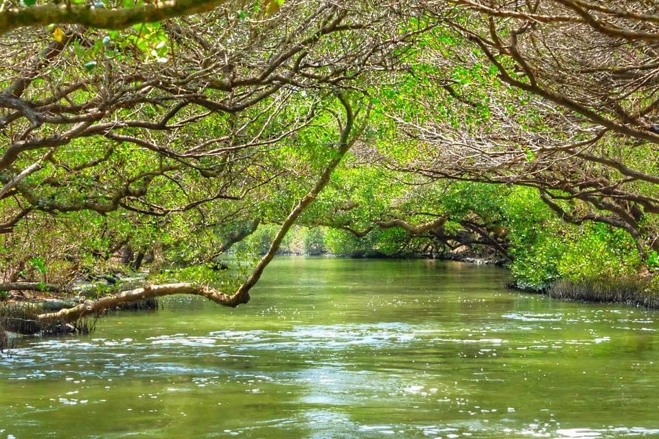 台南安南｜台江國家公園，搭竹筏遊四草綠色隧道，號稱台灣版迷你亞馬遜河 @飛天璇的口袋