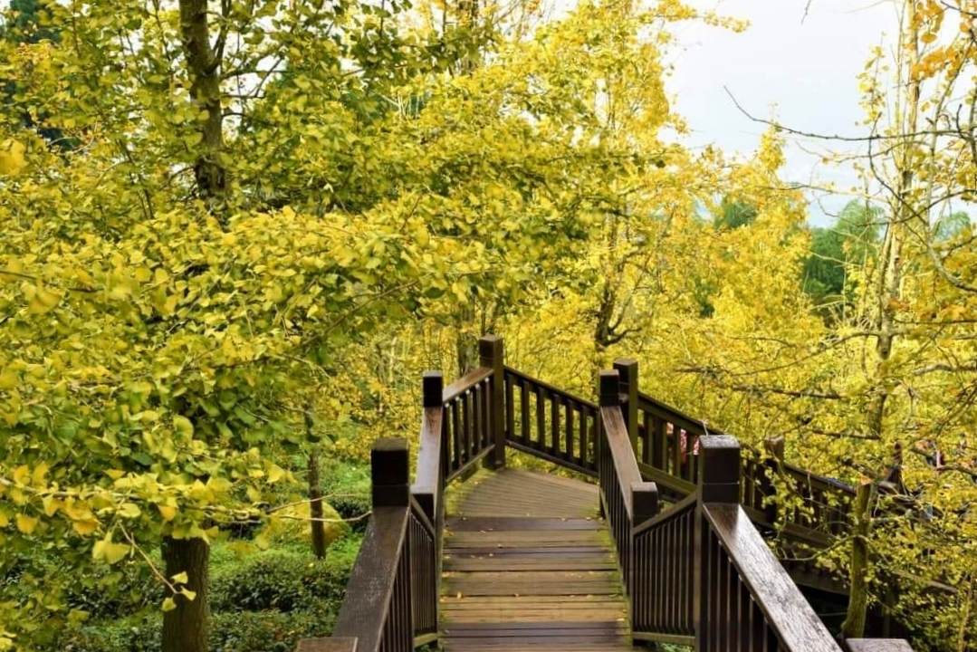 南投鹿谷｜大崙山觀光茶園．南投最美銀杏森林，餐點也比想像中出色好吃 @飛天璇的口袋