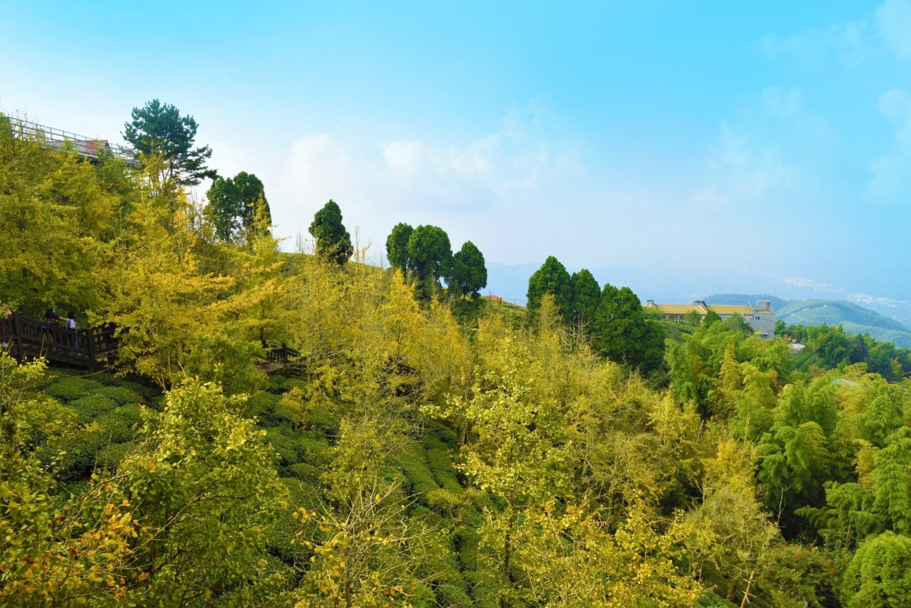 南投鹿谷｜大崙山觀光茶園．南投最美銀杏森林，餐點也比想像中出色好吃 @飛天璇的口袋