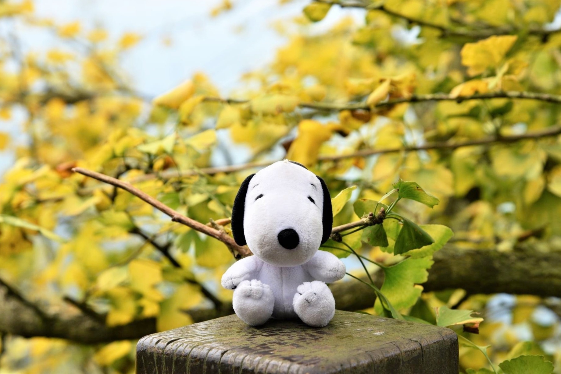 南投鹿谷｜大崙山觀光茶園．南投最美銀杏森林，餐點也比想像中出色好吃 @飛天璇的口袋