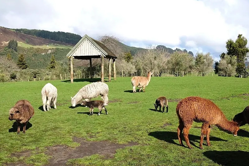 紐西蘭羅托魯瓦｜Agrodome Farm 愛歌頓農場．紐西蘭最大牧場，被綿羊和草泥馬包圍了 @飛天璇的口袋