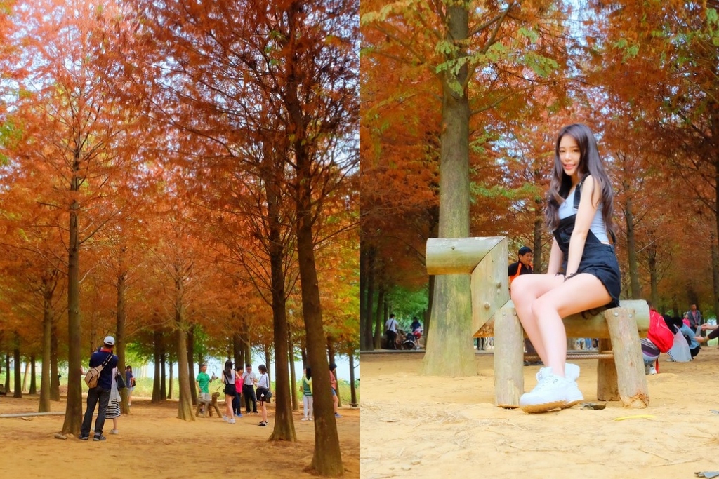 【南投景點】落羽松秘境，充滿異國風情的IG打卡聖地，欣賞金黃橘紅交織的落羽松變裝秀，139線南投與彰化交界 @飛天璇的口袋