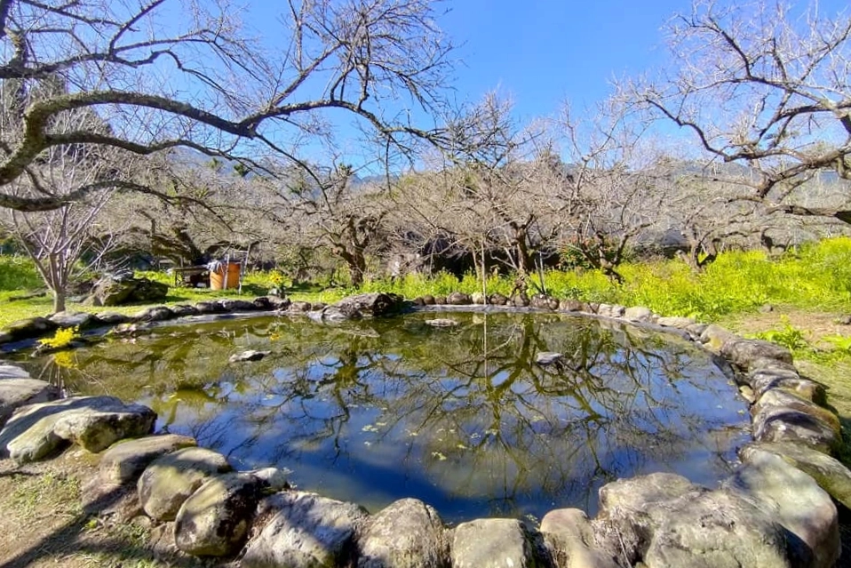 【南投信義】烏松崙石家梅園，南投三大賞梅景點之一，居高鄰下鳥瞰陳友蘭溪之美 @飛天璇的口袋