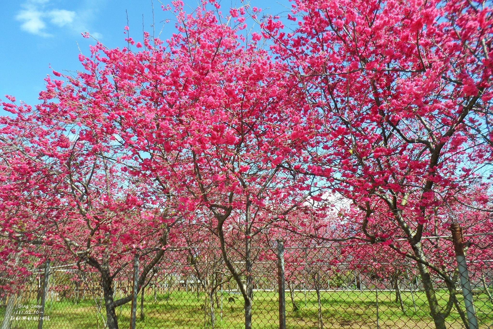 台中新社｜新社櫻花秘境．2025興社街櫻花最新花況，門票100元入園抵消費 @飛天璇的口袋