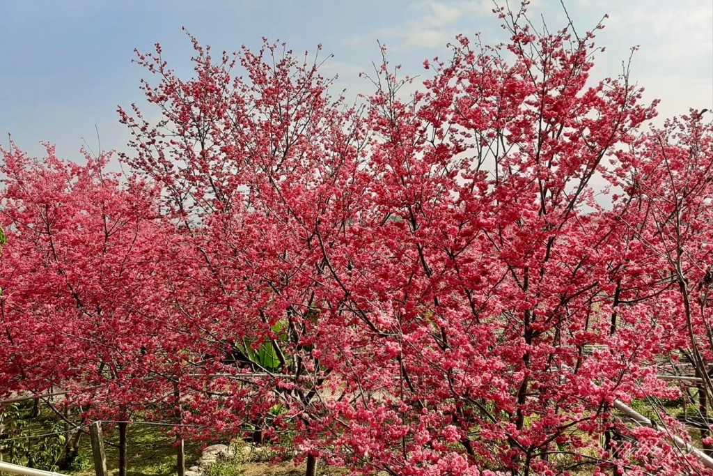 新社櫻花季｜新社興社街賞櫻秘境，最美八重櫻盛開中，今年開始要收費哦 @飛天璇的口袋