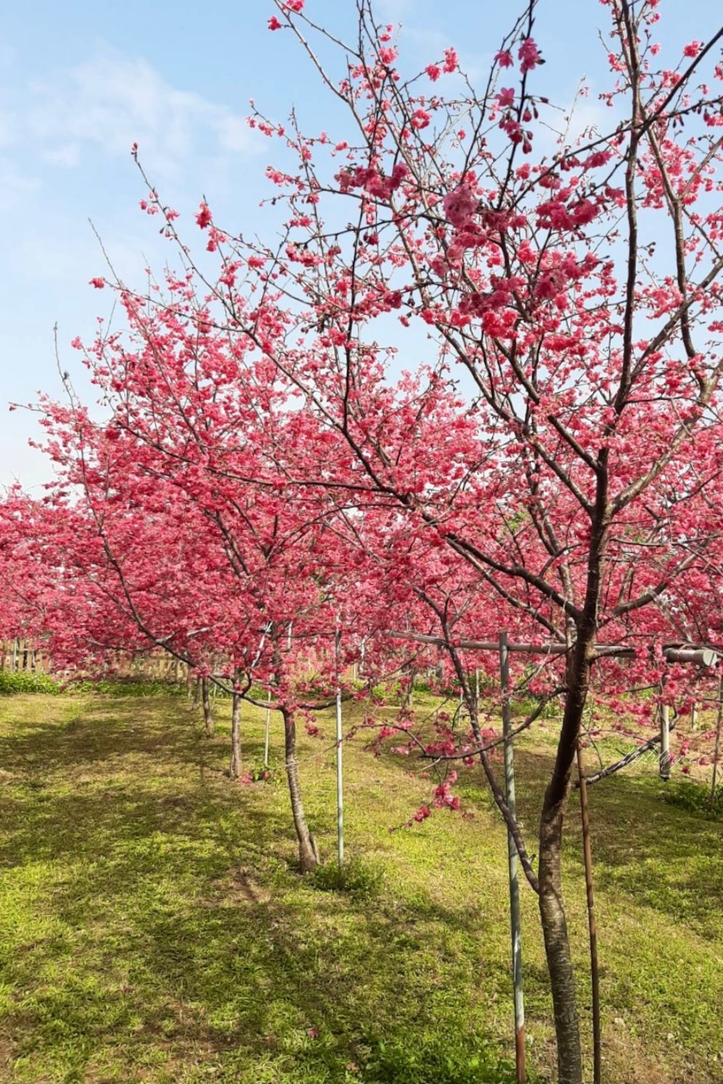新社櫻花季|新社興社街賞櫻秘境,最美八重櫻盛開中,今年開始要收費哦 @飛天璇的口袋 新社櫻花季|新社興社街賞櫻秘境,最美八重櫻盛開中,今年開始要收費哦 @飛天璇的口袋