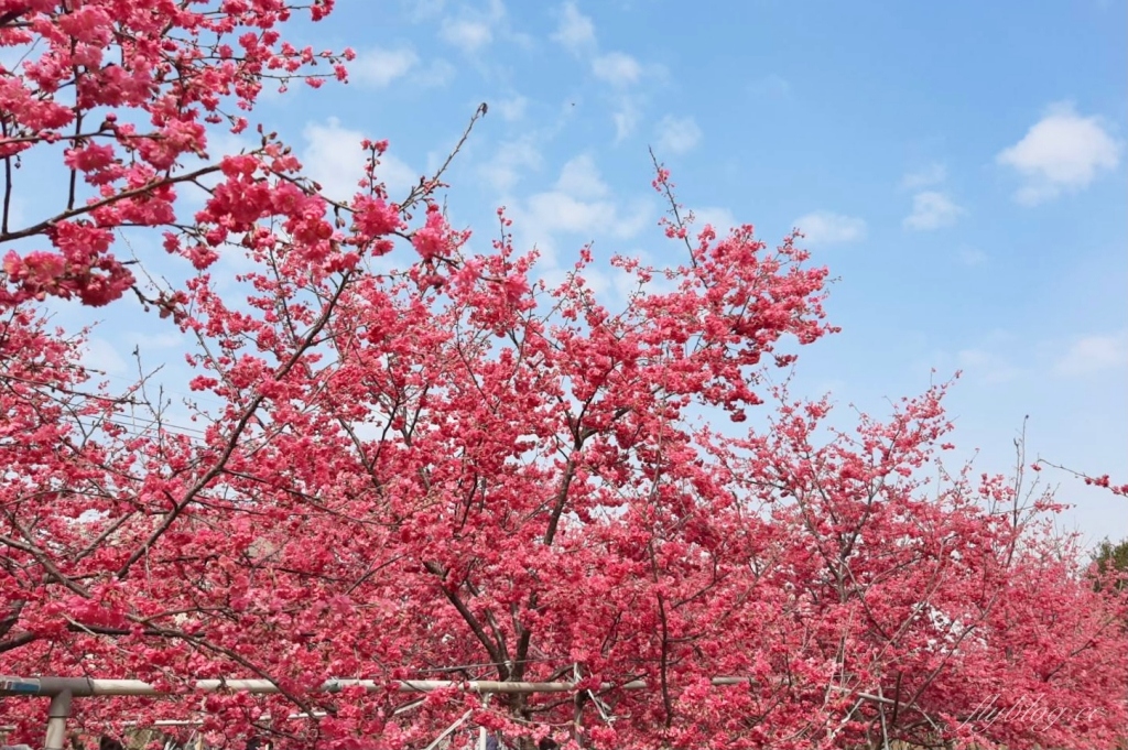 新社櫻花季｜新社興社街賞櫻秘境，最美八重櫻盛開中，今年開始要收費哦 @飛天璇的口袋