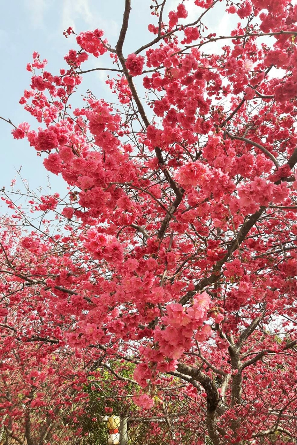 新社櫻花季|新社興社街賞櫻秘境,最美八重櫻盛開中,今年開始要收費哦 @飛天璇的口袋 新社櫻花季|新社興社街賞櫻秘境,最美八重櫻盛開中,今年開始要收費哦 @飛天璇的口袋