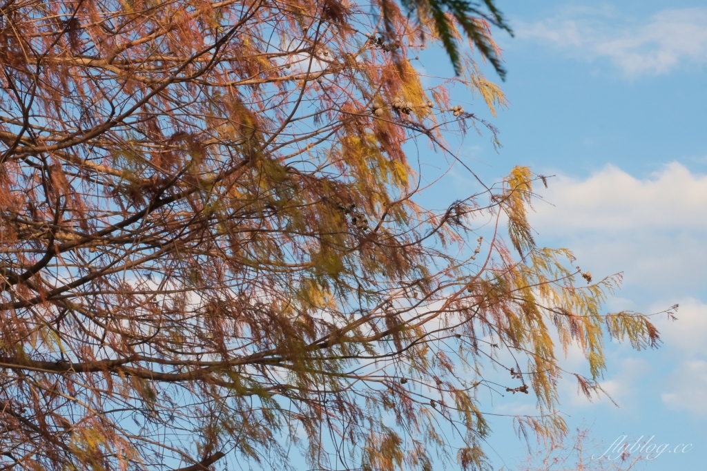 台中北屯｜南興公園．米奇樹IG打卡新亮點！北屯萬坪公園，浪漫落羽松大道 @飛天璇的口袋