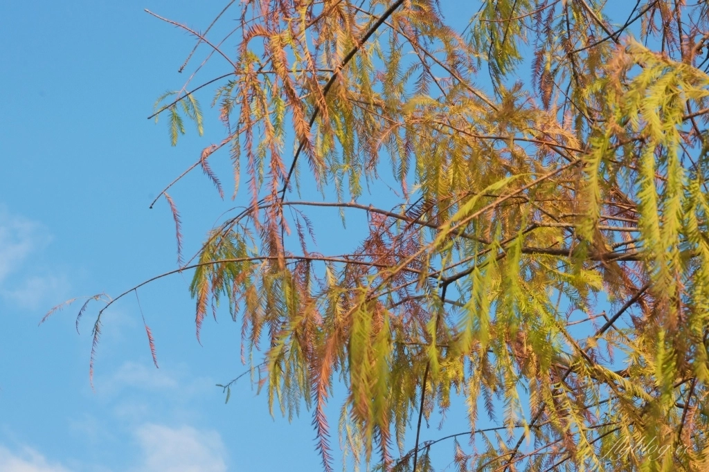 台中北屯｜南興公園．米奇樹IG打卡新亮點！北屯萬坪公園，浪漫落羽松大道 @飛天璇的口袋