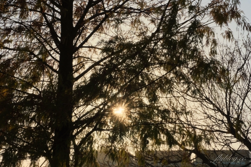 台中北屯｜南興公園．米奇樹IG打卡新亮點！北屯萬坪公園，浪漫落羽松大道 @飛天璇的口袋