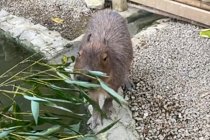 苗栗銅鑼｜哈比丘．以魔戒夏爾哈比村為主題的哈比丘，還有超萌的水豚君 @飛天璇的口袋