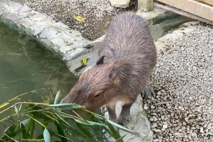苗栗銅鑼｜哈比丘．以魔戒夏爾哈比村為主題的哈比丘，還有超萌的水豚君 @飛天璇的口袋