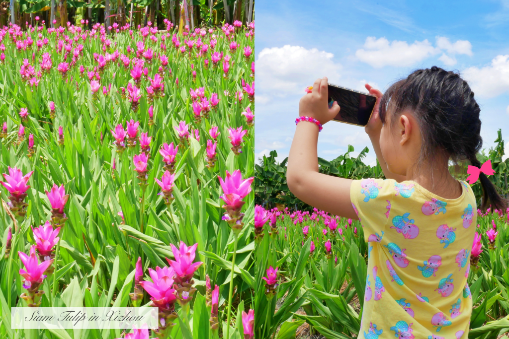 2020溪州x田中薑荷花：粉紅一片的泰國鬱金香，暑假IG粉紅風暴即將開始 @飛天璇的口袋